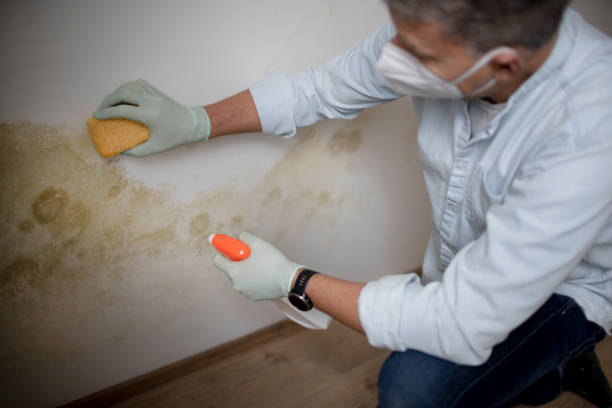 Best Commercial Mold Removal  in Kachina Village, AZ