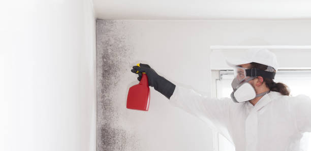 Best Mold Removal Process  in Kachina Village, AZ